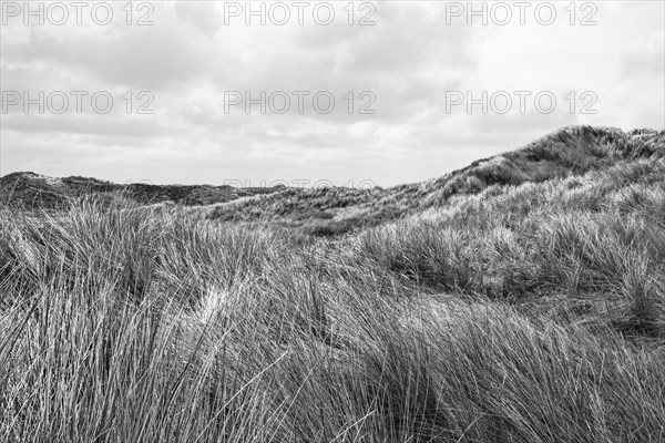 High-contrast black and white image of a dune landscape with grass cover