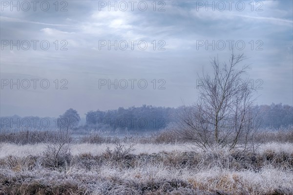 Winter landscape with frost-covered bushes and bare trees under a cloudy sky, Zwillbrocker Venn, nature reserve, Zwillbrock, Vreden, Muensterland, North Rhine-Westphalia, Germany, Europe