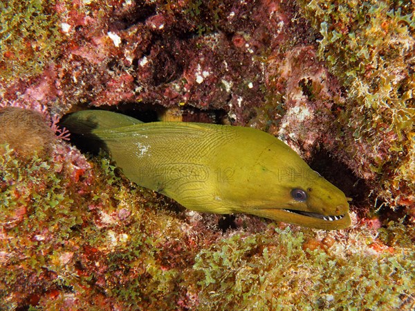Green moray (Gymnothorax funebris), dive site John Pennekamp Coral Reef State Park, Key Largo, Florida Keys, Florida, USA, North America