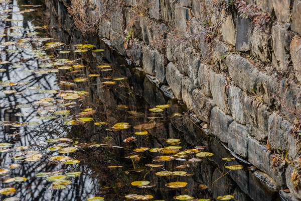 Calm water with lily pads reflecting a textured stone wall, in South Korea