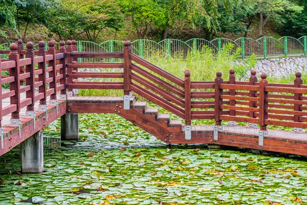 Serene wooden bridge over a pond covered in lily pads in a lush environment, in South Korea