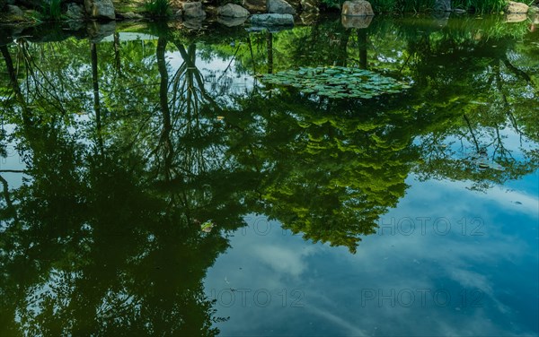 Serene pond with water lilies and reflections of lush greenery, in South Korea