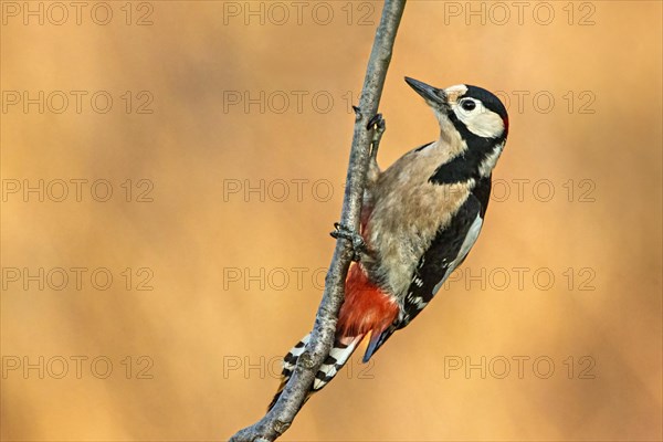 A woodpecker clings to a branch with a soft, blurred background, Dendrocopos Major