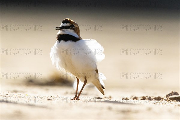 Slender-billed plover (Anarhynchus collaris) Pantanal Brazil