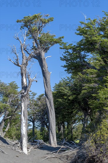 Riparian forest at Lago Grey, Torres del Paine National Park, Parque Nacional Torres del Paine, Cordillera del Paine, Towers of the Blue Sky, Region de Magallanes y de la Antartica Chilena, Ultima Esperanza Province, UNESCO Biosphere Reserve, Patagonia, End of the World, Chile, South America