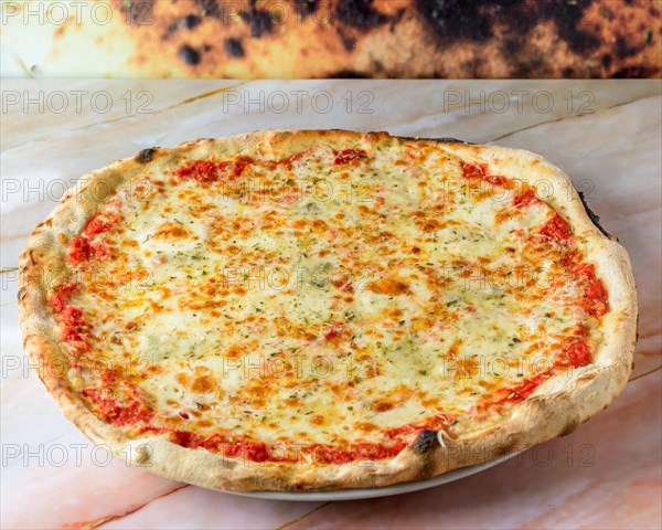 Family Pizza Cooked with Four Cheese Recipe, Oregano and Basile Baked and Ready to Eat, pizza