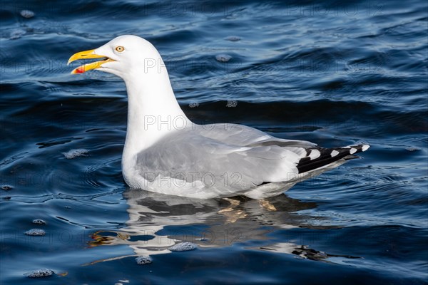 Close-up of a seagull on the water, with clearly visible yellow beak