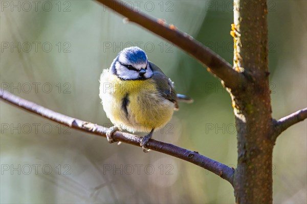 Blue Tit, Cyanistes Caeruleus, bird in forest at winter