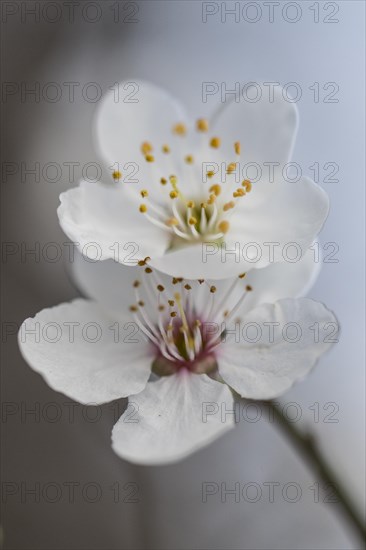 Myrobolane (Prunus cerasifera), blossom, Speyer, Rhineland-Palatinate, Germany, Europe