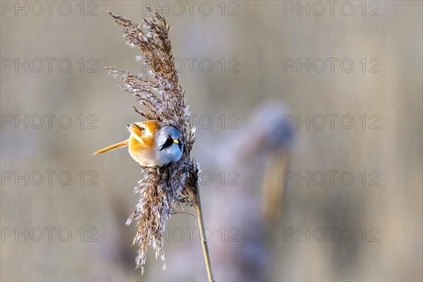 Bird with its beak open perched on a reed, Bearded tit, Panarus Biarmicus