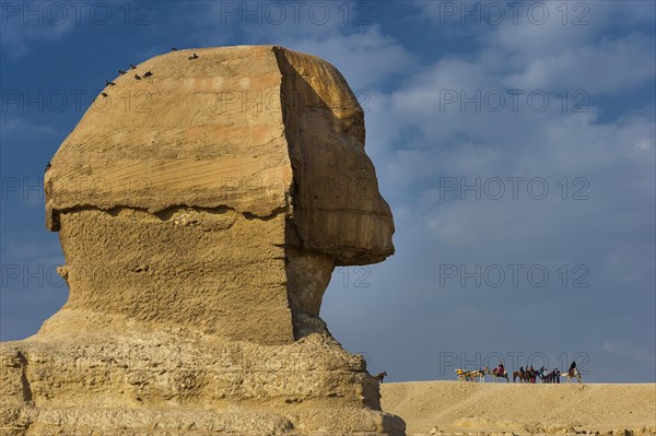 Sphinx of Giza, desert, wonder of the world, building, sculpture, monument, architecture, structure, ancient, history, history of the earth, history of mankind, monument, world history, epoch, kingdom, pharaoh, limestone, monument, human head, lion body, attraction, famous, landmark, Cairo, Egypt, Africa