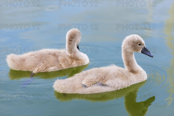 Swan (Cygnus Albus), family, couple, children, offspring, togetherness, bird, swimming bird, animal family, animal, water bird, peaceful, nature, lake, freshwater, water, feathers, wildlife, friendship, teamwork, together, Masuria, Poland, Europe