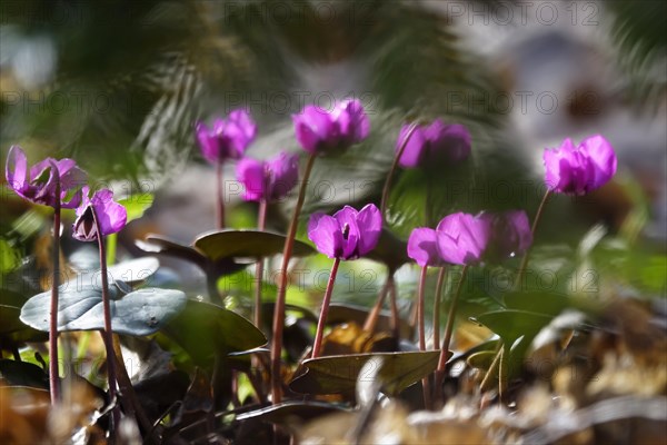 Wild cyclamen, February, Germany, Europe