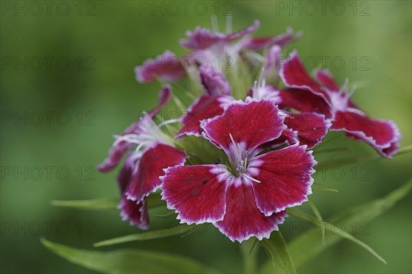 Red and white flowers in a close-up with a blurred green background Bearded carnation Dianthus barbatus