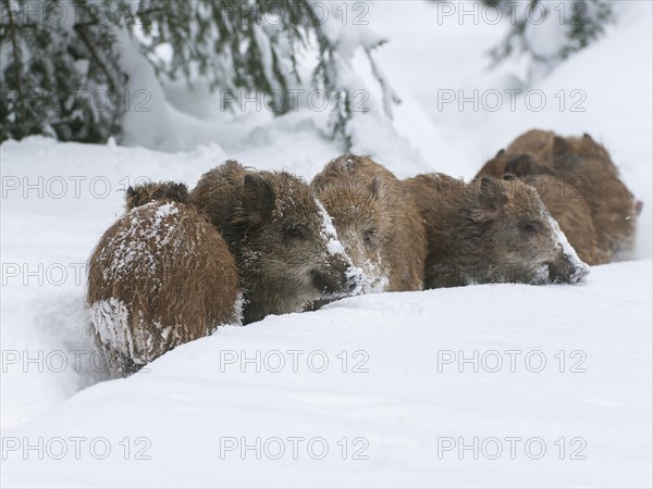 Wild boar, wild boar (Sus scrofa), fresh boar standing in the snow, Germany, Europe