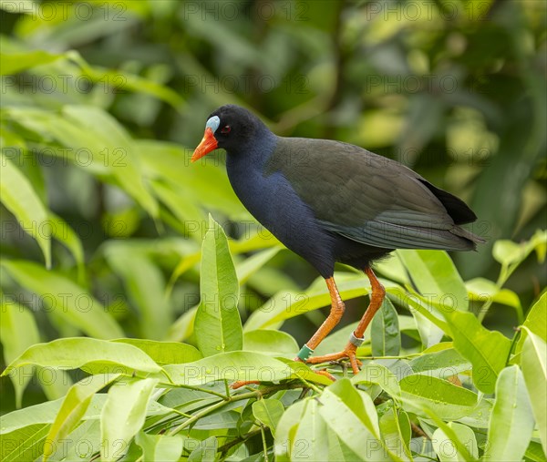 Allen's gallinule (Porphyrio alleni), male, occurring in sub-Saharan Africa, captive, Germany, Europe