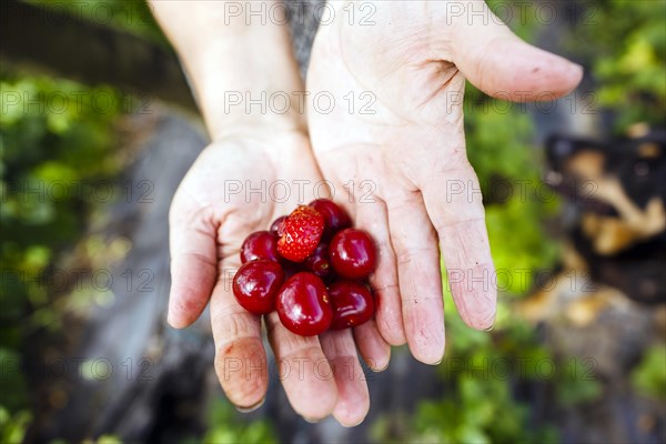 Agricultural crops cherries and strawberry on farmer's hands, Poland, Europe