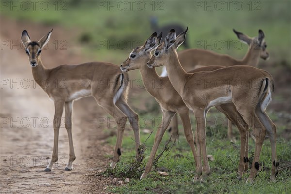 Black Heeler Antelope or Impala (Aepyceros melampus) herd with young, nursery, Madikwe Game Reserve, North West Province, South Africa, RSA, Africa