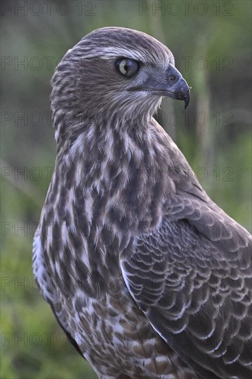 Silver Singing Goshawk, also known as the Great Singing Goshawk (Melierax canorus) Protective song covers half eye, juvenile, Madikwe Game Reserve, North West Province, South Africa, RSA, Africa