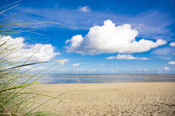 Mudflats and beach of Schillig, bright blue sky, clouds are reflected in the remaining water in the mudflats, in the foreground left green long dune grass, Schillig, Wangerland, North Sea, Germany, Europe