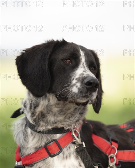 Domestic dog (Canis lupus familiaris), mixed-breed, male, animal welfare, animal welfare dog, profile shot, looking to the right, black and white spotted coat, brown eyes, red harness, double safety collar, background blurred green and white, Hesse, Germany, Europe