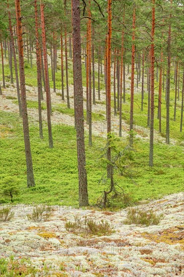 Pine forest with lichens and blueberry bushes in the summer