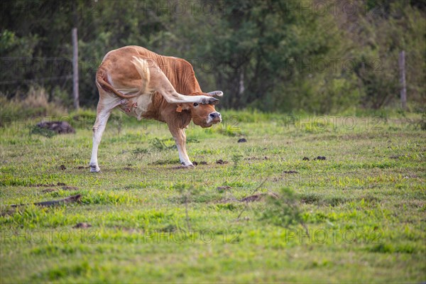 Cow on a pasture in the sun, close-up, portrait of the animal at Pointe Allegre in Guadeloupe au Parc des Mamelles, in the Caribbean. French Antilles, France, Europe