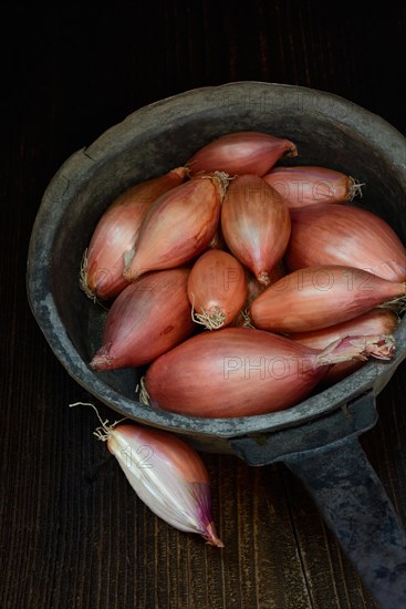 Shallots in pot, Allium cepa