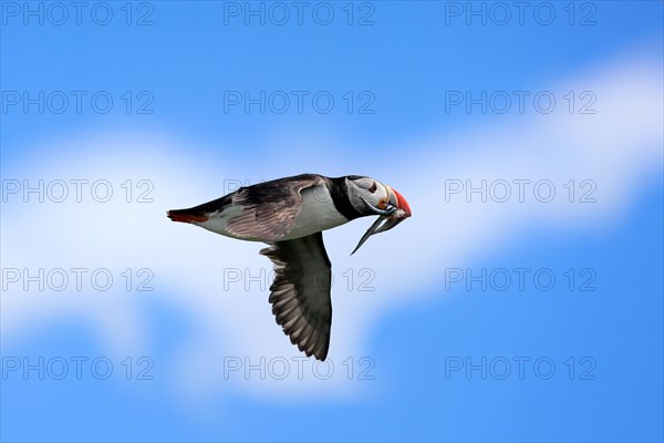 Puffin (Fratercula arctica), adult, flying, with sand eels, with food, Faroe Islands, England, Great Britain, Europe