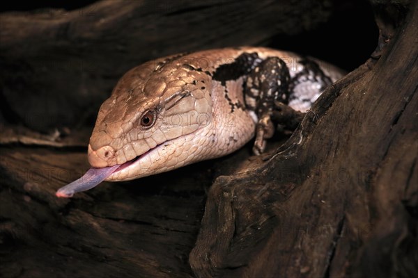 Indonesian blue-tongued skink (Tiliqua gigas), adult, portrait, on tree, captive, tongues, Indonesia, Asia