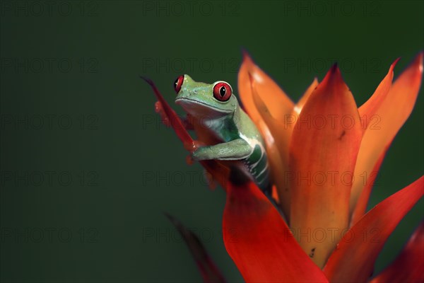 Red-eyed tree frog (Agalychnis callidryas), adult, on bromeliad, captive, Central America