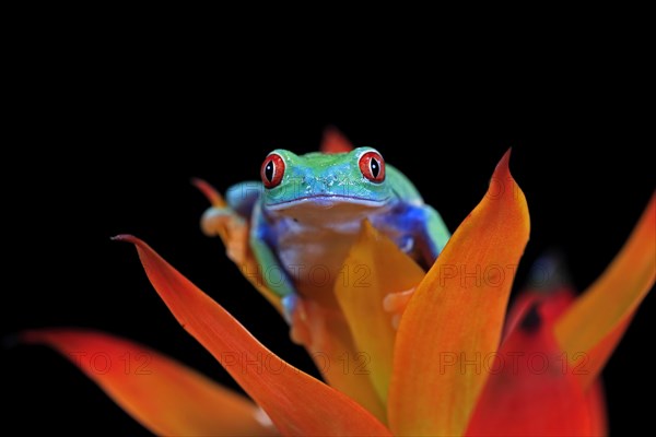 Red-eyed tree frog (Agalychnis callidryas), adult, on bromeliad, captive, Central America