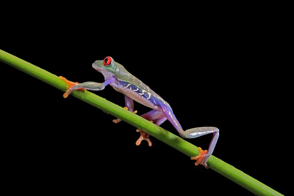 Red-eyed tree frog (Agalychnis callidryas), adult, on green stem, Aeonium, captive, Central America