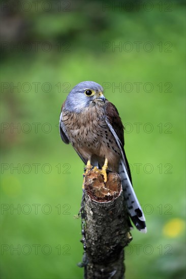 Common kestrel (Falco tinnunculus), adult, male, perch, spreading wings, Scotland, Great Britain