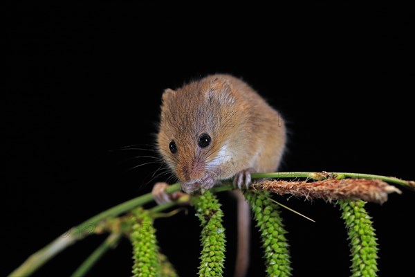 Eurasian harvest mouse (Micromys minutus), adult, on plant stalks, ears of corn, foraging, at night, Scotland, Great Britain