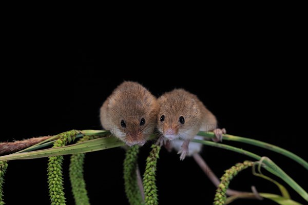 Eurasian harvest mouse (Micromys minutus), adult, two, pair, on plant stalks, spikes, foraging, at night, Scotland, Great Britain