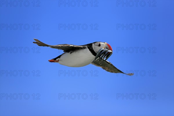 Puffin (Fratercula arctica), adult, flying, with sand eels, with food, Faroe Islands, England, Great Britain, Europe