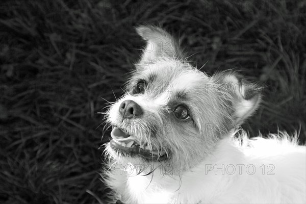 Small dog with an eager expression looking upwards in grayscale, Amazing Dogs in the Nature