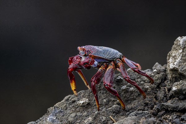 Red rock crab (Grapsus adscensionis) on rock, Lanzarote, Canary Islands, Spain, Europe