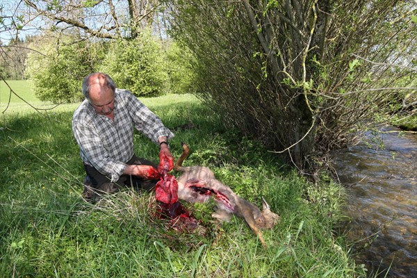 Hunter dismantling a shot european roe deer (Capreolus capreolus) removing stomach and innards, Allgaeu, Bavaria, Germany, Europe