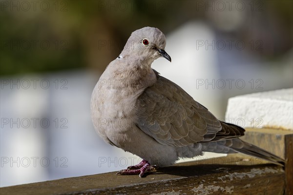 Eurasian Collared Dove (Streptopelia decaocto), Lanzarote, Canary Island, Spain, Europe