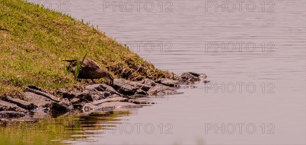 A rabbit rests by the water's edge among rocks and grass in a tranquil nature scene, in South Korea