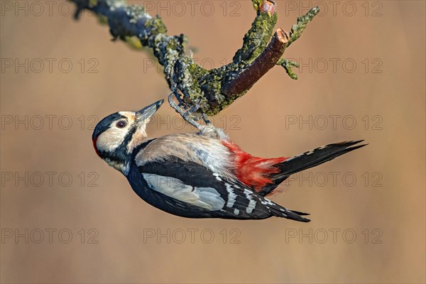 A woodpecker clinging to a tree branch with a blurred background, Dendrocopos Major