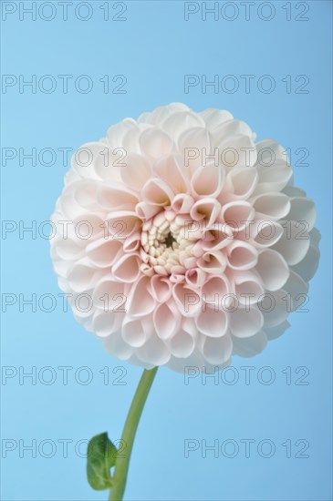 Dahlia pompom on blue background