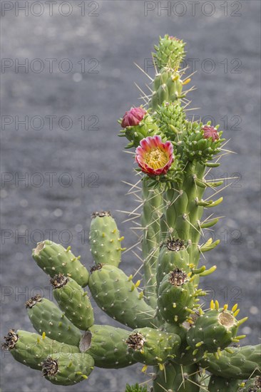 Cacti, Jardin de Cactus, Lanzarote, Canary Islands, Spain, Europe
