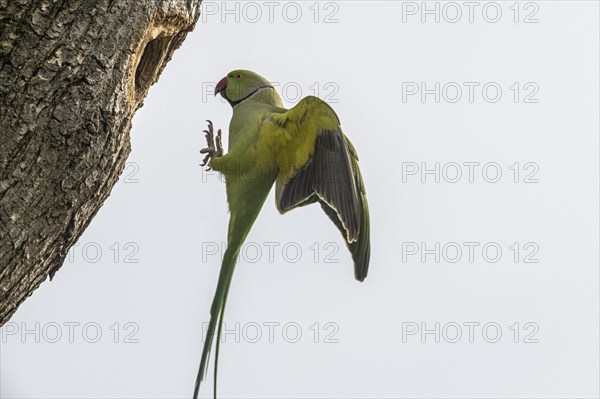 Rose-ringed parakeet (Psittacula krameri), flying, Speyer, Rhineland-Palatinate, Germany, Europe