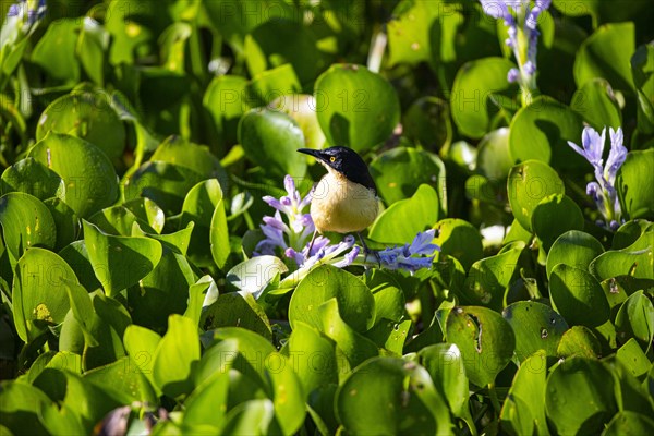 Reed warbler (Donacobius atricapillus) Pantanal Brazil