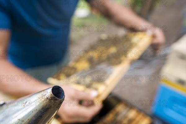 Fantastic beehive producing honey, nature, man and bee, sweet honey, honeycomb, nectar, beekeeping, Poland, Europe