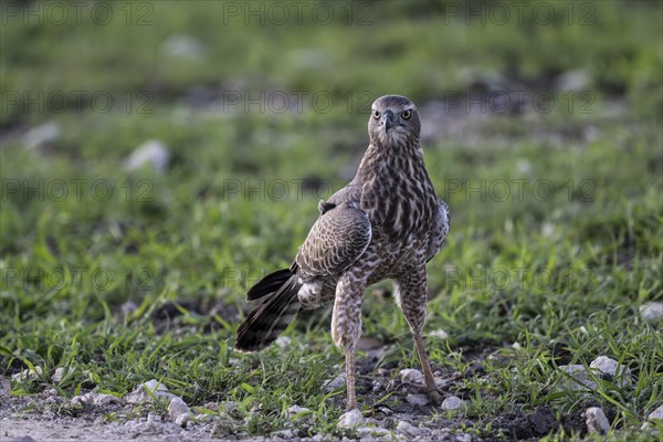 Silver Singing Goshawk, also known as pale chanting goshawk (Melierax canorus) juvenile, Madikwe Game Reserve, North West Province, South Africa, RSA, Africa