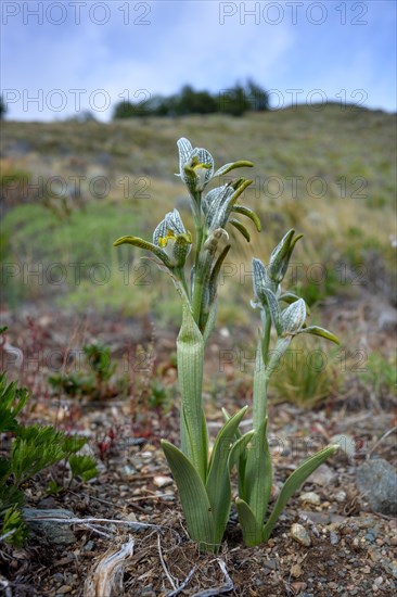 Porcelain orchid (Chloraea magellanica) in Perito Moreno National Park, Patagonia, Argentina, South America